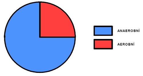 Podíl aerobního a anaerobního krytí během sprinterského výkonu - slalom (upraveno dle Vránová, 1993).