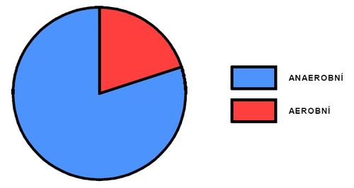 Podíl aerobního a anaerobního krytí během výkonu na 800m
