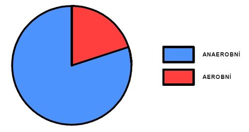 Podíl aerobního a anaerobního krytí během výkonu