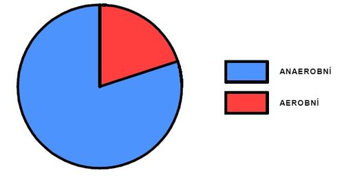 Podíl aerobního a anaerobního krytí během výkonu.