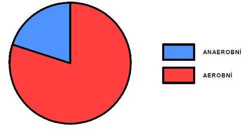 Podíl aerobního a anaerobního krytí během výkonu v maratonu (upraveno dle Grasgruber-Cacek 2008).