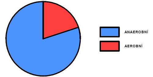 Podíl aerobního a anaerobního krytí během výkonu na 100m (upraveno dle Neumann a kol. 2005)