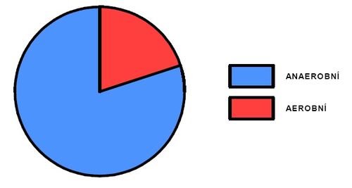 Podíl aerobního a anaerobního krytí během výkonu (míč ve hře)