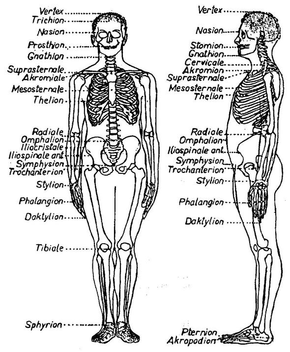 Základní antropometrické body (Riegerová a Ulbrichová 1998).