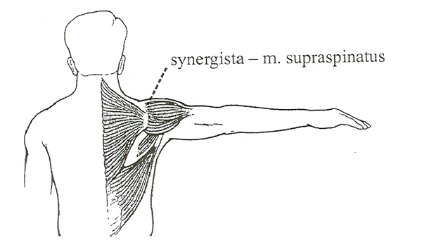 Synergista