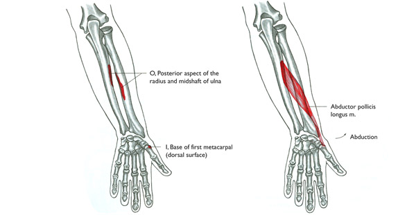 m. abduktor pollicis longus