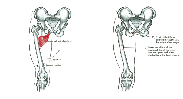 m. adductor brevis