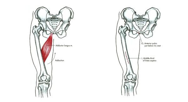 m. adductor longus