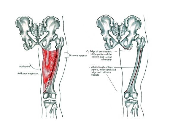 m. adductor_magnus