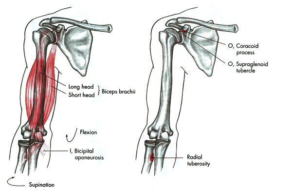 m. biceps brachii