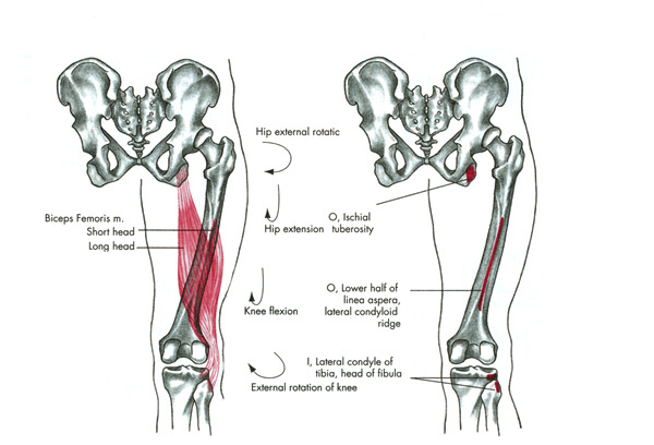 m. biceps femoris