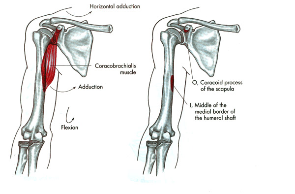 m. coracobrachialis