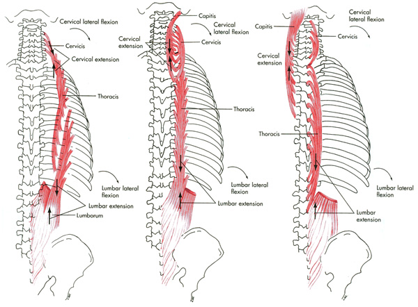 m. erector spinae