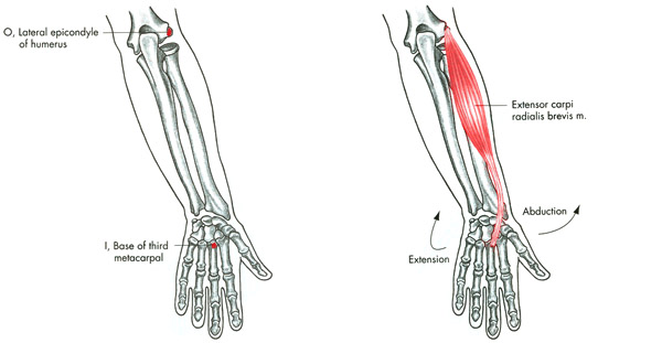 m. extensor carpi radialis brevis