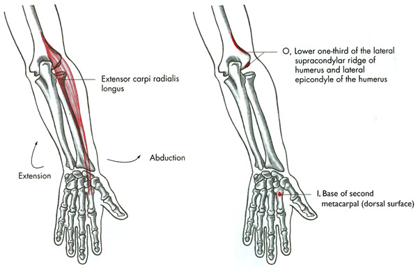 m. extensor carpi radialis longus