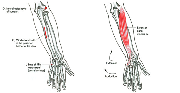 m. extensor carpi ulnaris