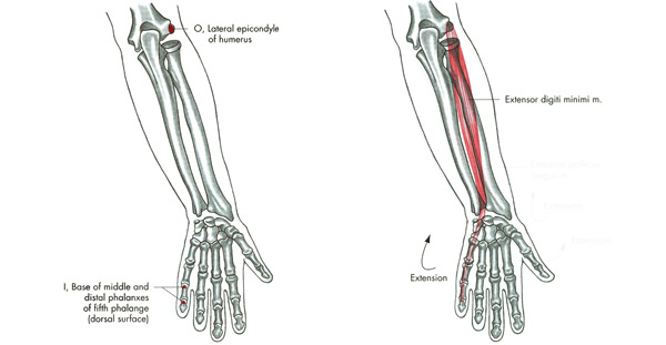 m. extensor digiti minimi