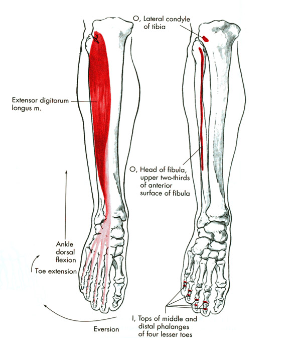 m. extensor digitorum longus