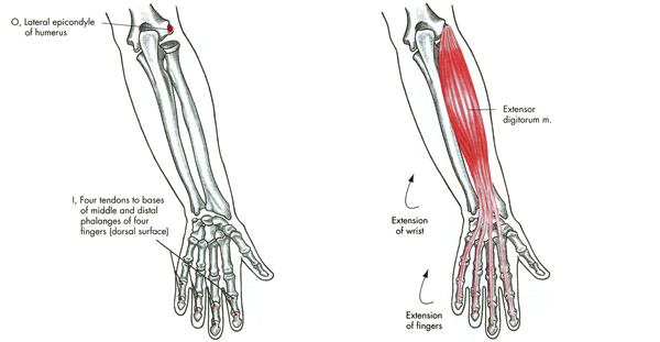 m. extensor digitorum