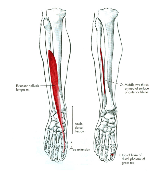 m. extensor hallucis longus