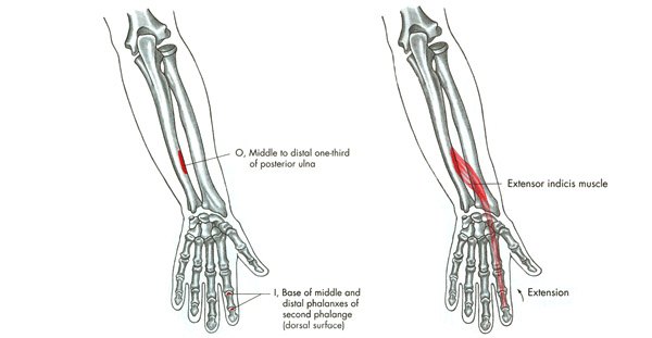 m. extensor indicis