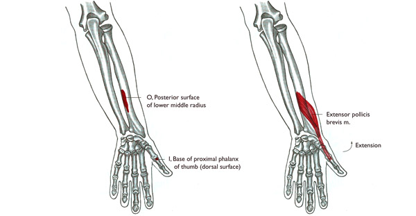 m. extensor pollicis brevis