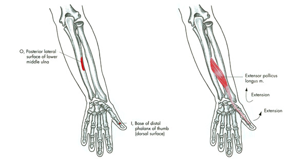 m. extensor pollicis longus