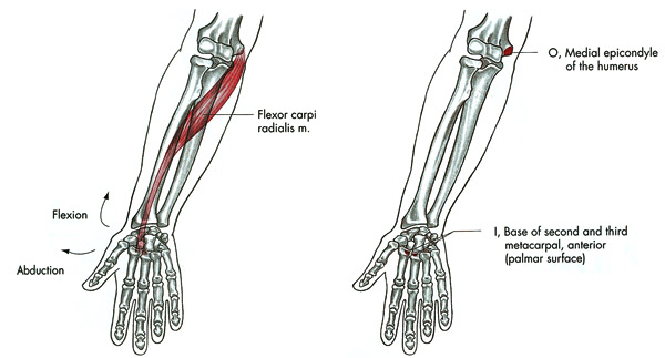 m. flexor carpi radialis