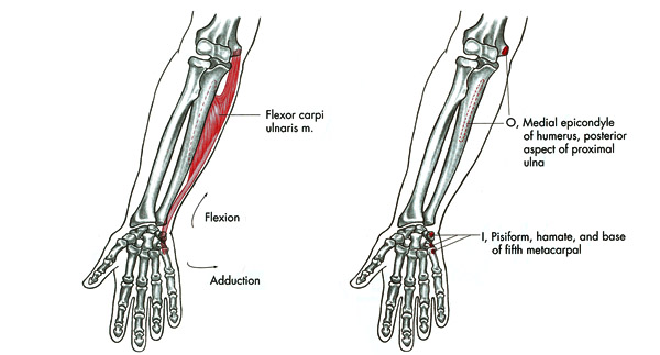 m. flexor carpi ulnaris