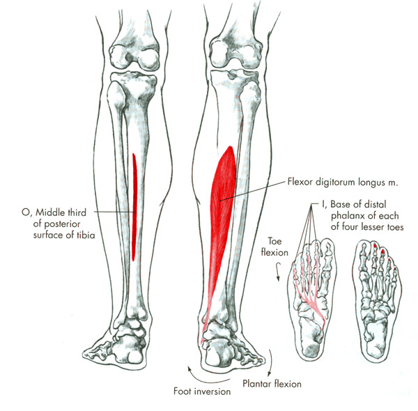 m. flexor digitorum longus