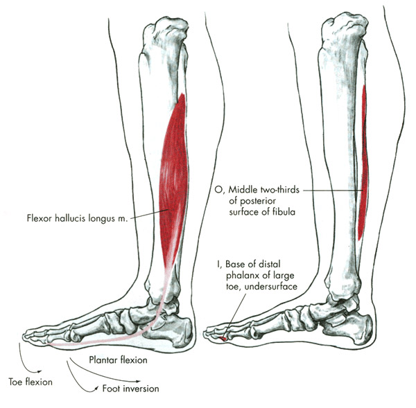 m. flexor hallucis longus