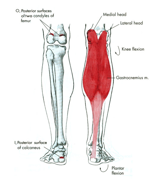 m. gastrocnemius