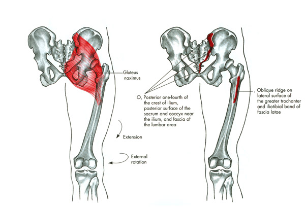 m. gluteaus maximus