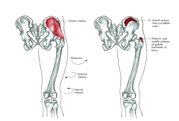 m. gluteaus medius