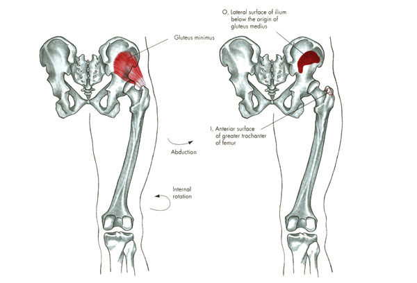 m. gluteaus minimus