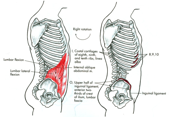 m. obliquus internus abdominis