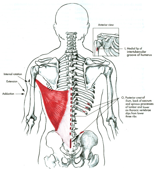 m. latissimus dorsi