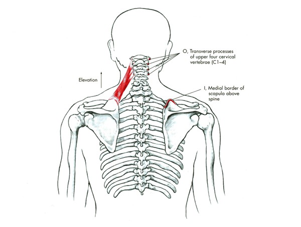 m. levator scapulae