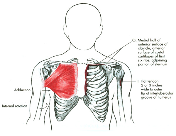 m. pectoralis major