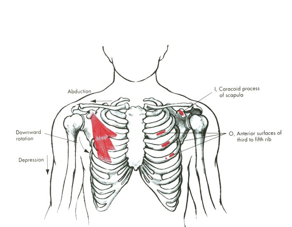 m. pectoralis minor