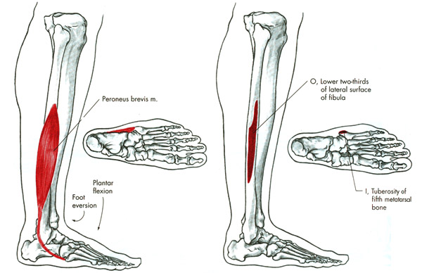 m. peroneus brevis