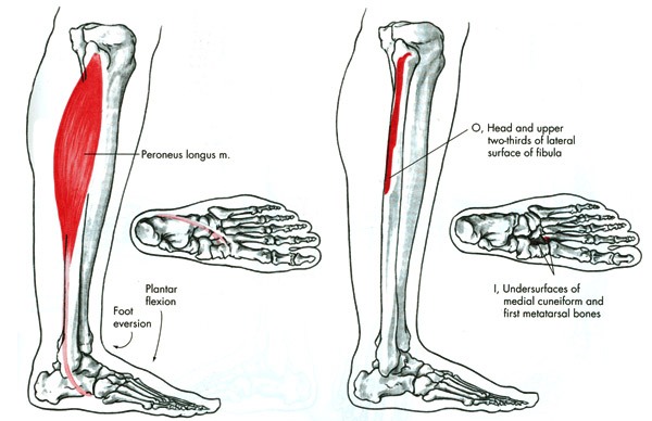 m. peroneus longus