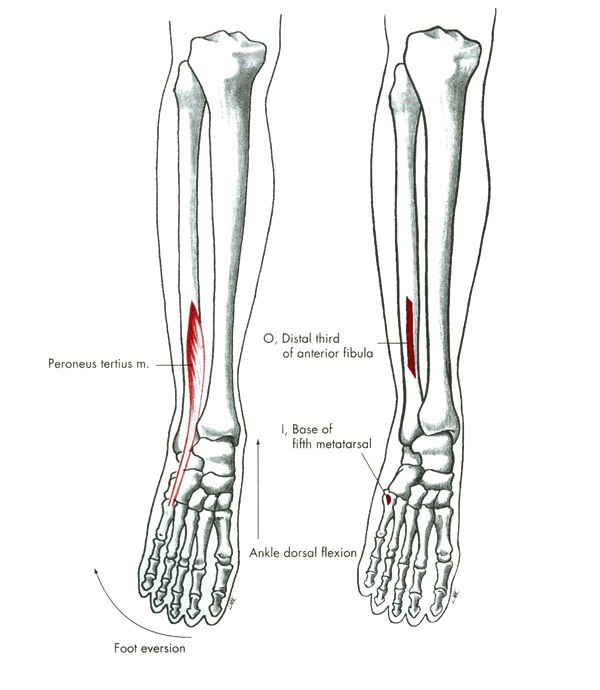 m. peroneus tertius
