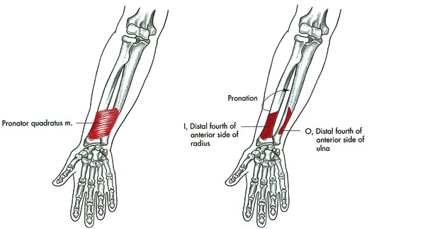 m. pronator quadratus
