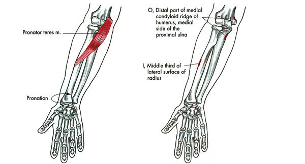 m. pronator teres