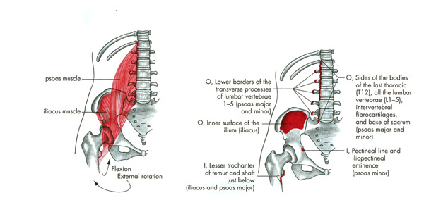 m. iliopsoas