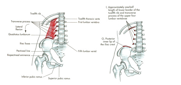 m. quadratus lumborum