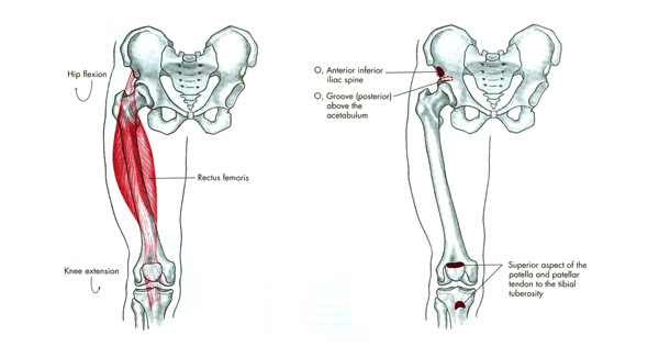 m. vastus medialis