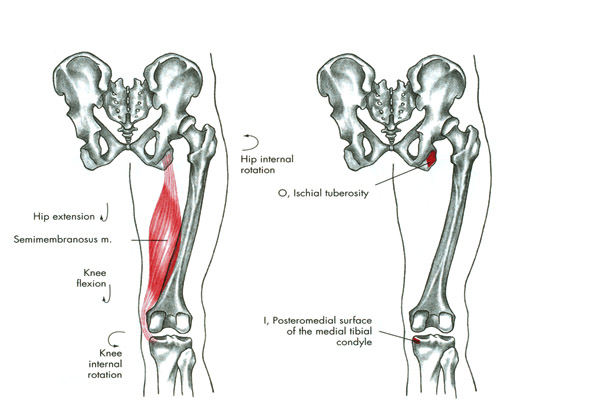 m. semimembranosus