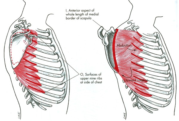 m. serratus anterior